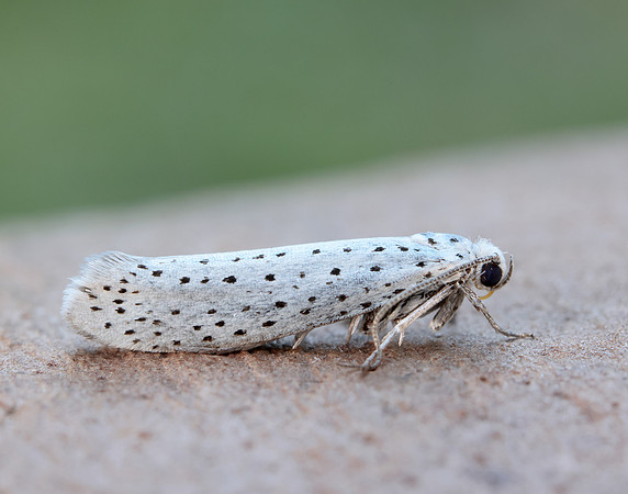 16.001 BF424 Bird-cherry Ermine Yponomeuta evonymella