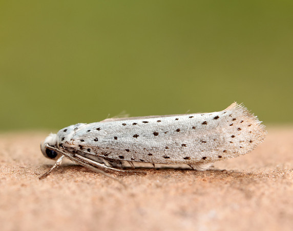 16.001 BF424 Bird-cherry Ermine Yponomeuta evonymella
