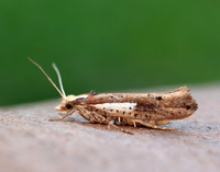 17.010 BF460 Ypsolopha parenthesella