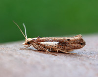 17.010 BF460 Ypsolopha parenthesella