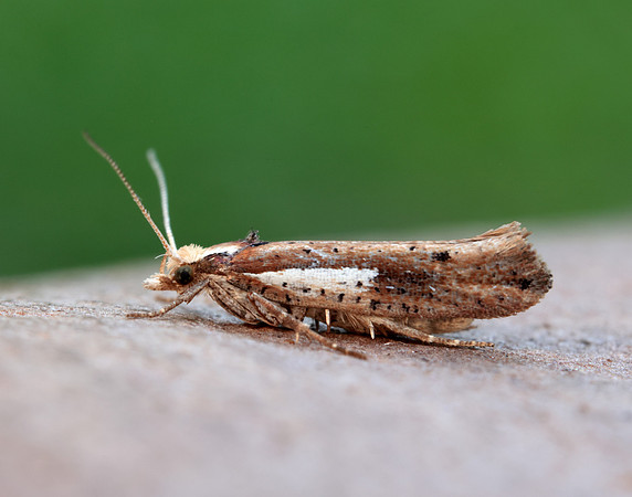 17.010 BF460 Ypsolopha parenthesella