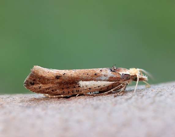 17.010 BF460 Ypsolopha parenthesella