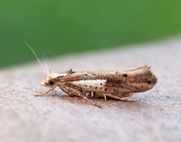 17.010 BF460 Ypsolopha parenthesella