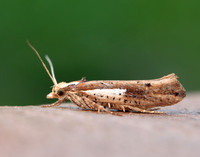 17.010 BF460 Ypsolopha parenthesella