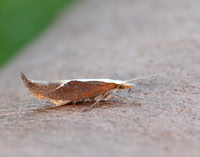 17.003 BF453 Honeysuckle Moth Ypsolopha dentella