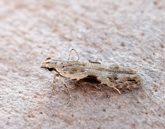 35.018 BF858 Hypatima rhomboidella