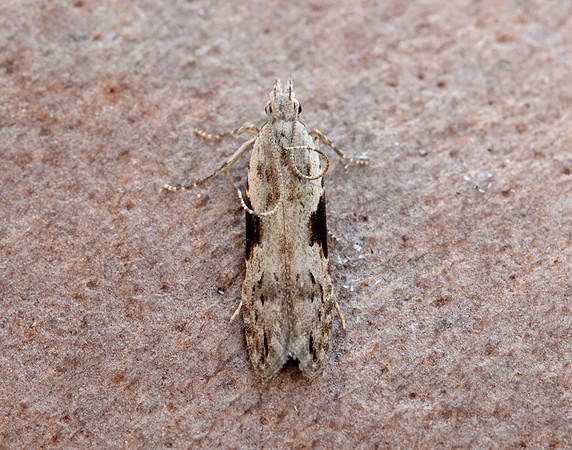 35.018 BF858 Hypatima rhomboidella