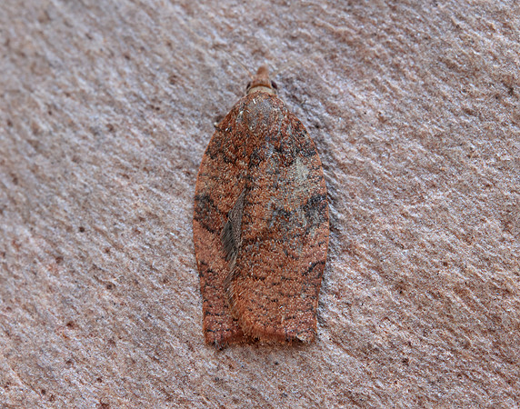 49.026 BF972 Dark Fruit-tree Tortrix Pandemis heparana