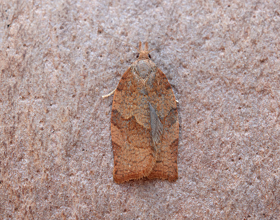 49.026 BF972 Dark Fruit-tree Tortrix Pandemis heparana