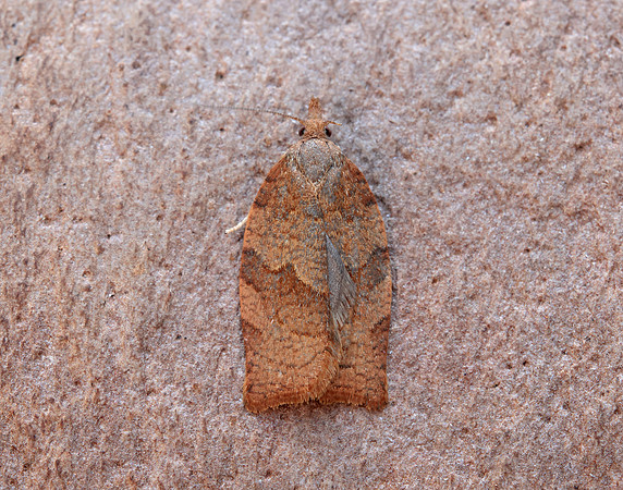 49.026 BF972 Dark Fruit-tree Tortrix Pandemis heparana