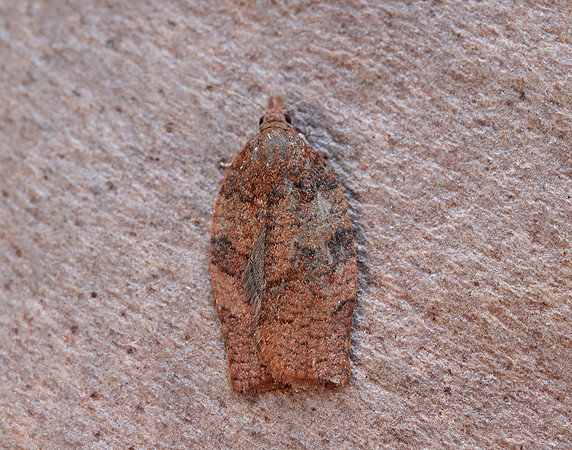 49.026 BF972 Dark Fruit-tree Tortrix Pandemis heparana