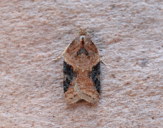 49.066 BF1038 Acleris laterana