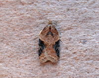 49.066 BF1038 Acleris laterana