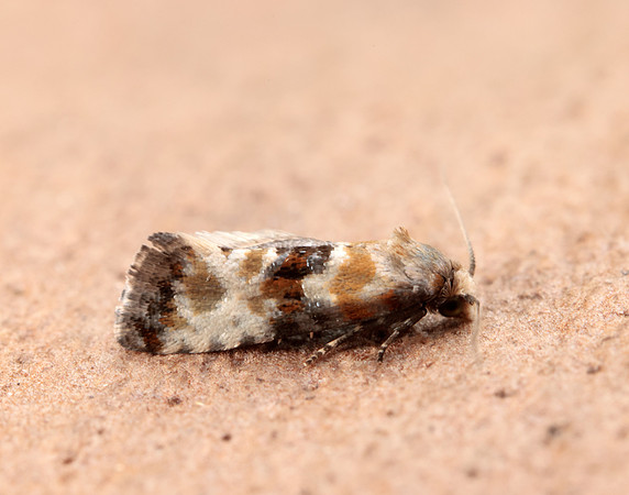 49.111 BF954 Eupoecilia angustana