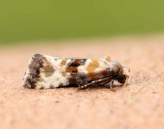 49.111 BF954 Eupoecilia angustana