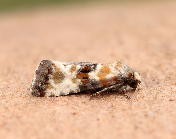 49.111 BF954 Eupoecilia angustana