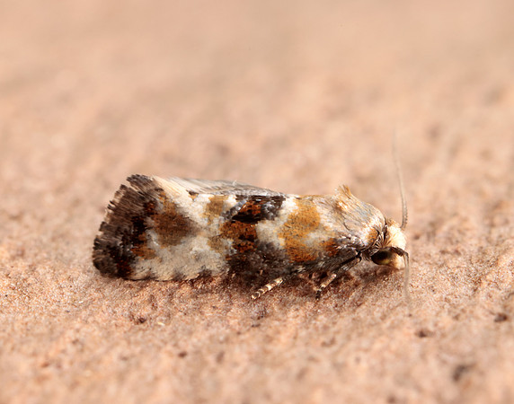 49.111 BF954 Eupoecilia angustana