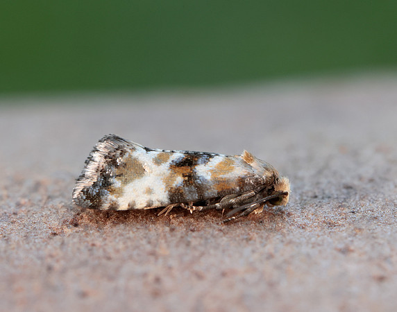 49.111 BF954 Eupoecilia angustana