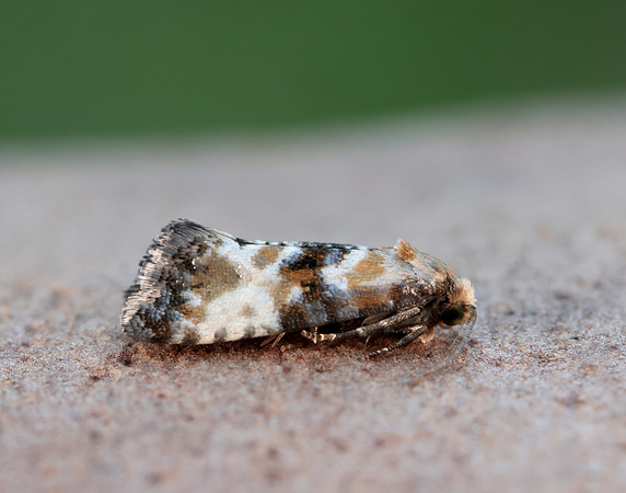 49.111 BF954 Eupoecilia angustana