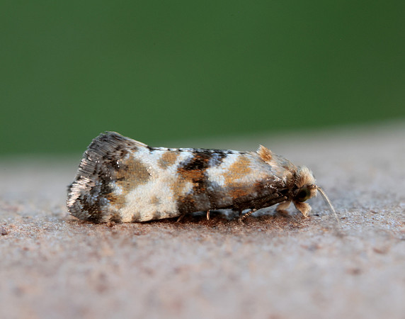 49.111 BF954 Eupoecilia angustana