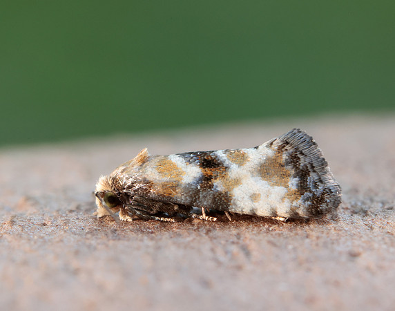 49.111 BF954 Eupoecilia angustana