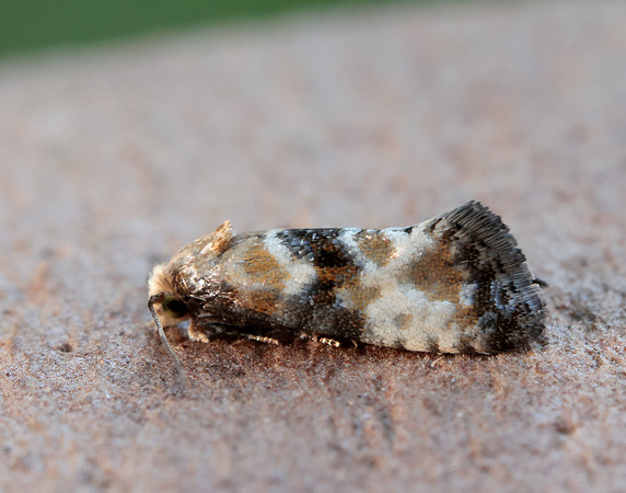 49.111 BF954 Eupoecilia angustana