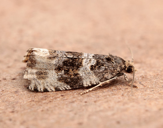 49.154 BF1087 Orthotaenia undulana