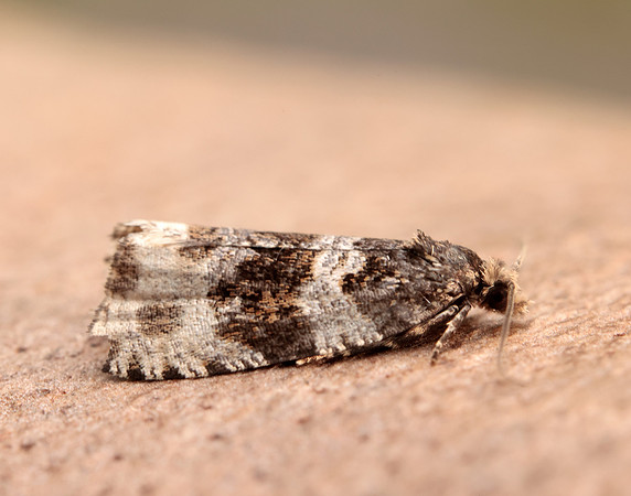 49.154 BF1087 Orthotaenia undulana