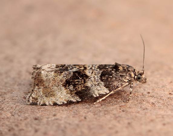 49.154 BF1087 Orthotaenia undulana