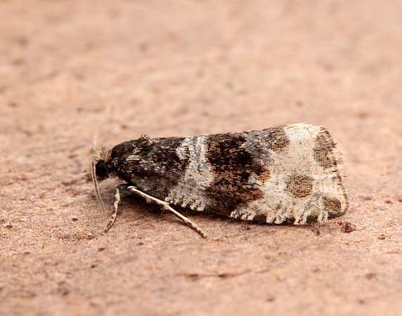 49.154 BF1087 Orthotaenia undulana