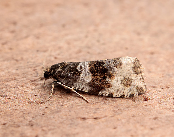 49.154 BF1087 Orthotaenia undulana