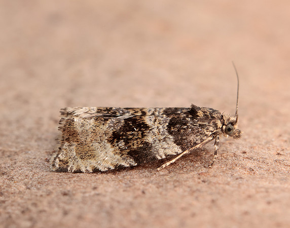 49.154 BF1087 Orthotaenia undulana