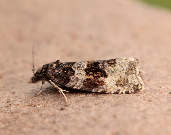 49.154 BF1087 Orthotaenia undulana