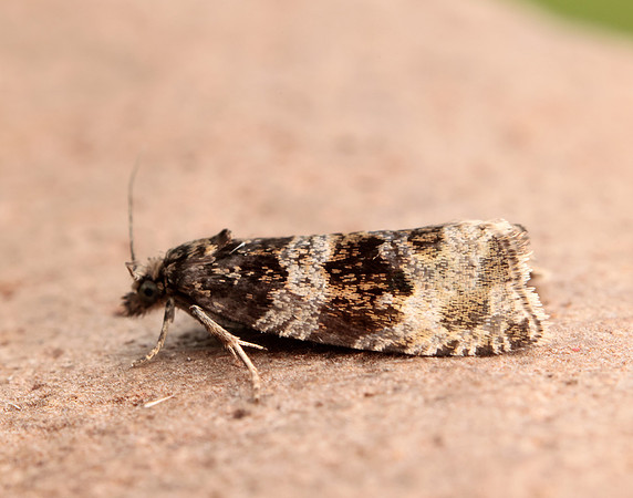 49.154 BF1087 Orthotaenia undulana