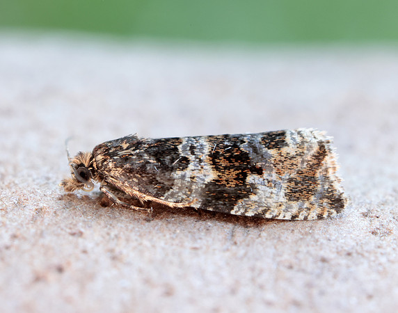 49.154 BF1087 Orthotaenia undulana
