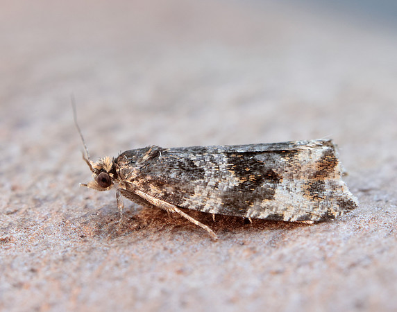 49.154 BF1087 Orthotaenia undulana