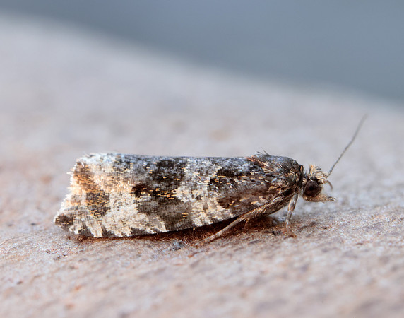 49.154 BF1087 Orthotaenia undulana