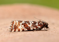 49.172 BF1073 Phiaris schulziana