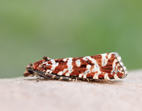 49.172 BF1073 Phiaris schulziana