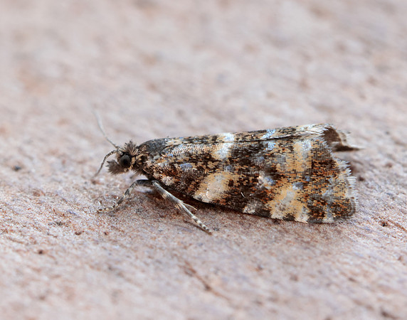 49.173 BF1075 Phiaris micana