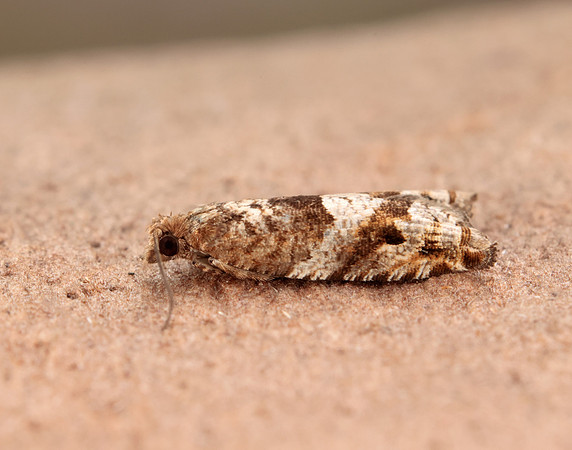 49.223 BF1159 Holly Tortrix Rhopobota naevana