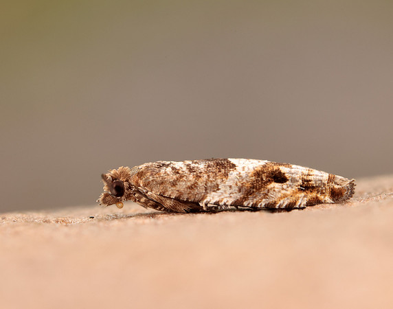 49.223 BF1159 Holly Tortrix Rhopobota naevana
