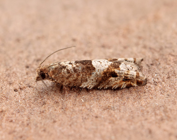49.223 BF1159 Holly Tortrix Rhopobota naevana