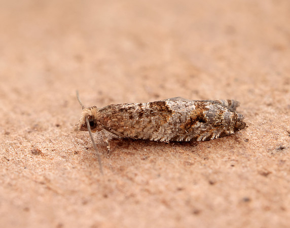 49.223 BF1159 Holly Tortrix Rhopobota naevana