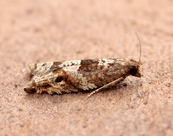 49.223 BF1159 Holly Tortrix Rhopobota naevana