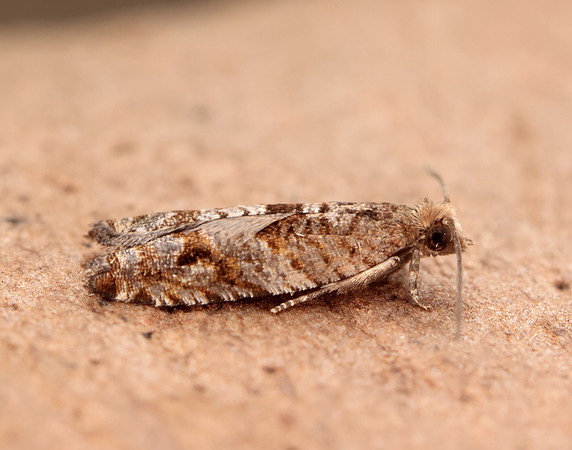49.223 BF1159 Holly Tortrix Rhopobota naevana