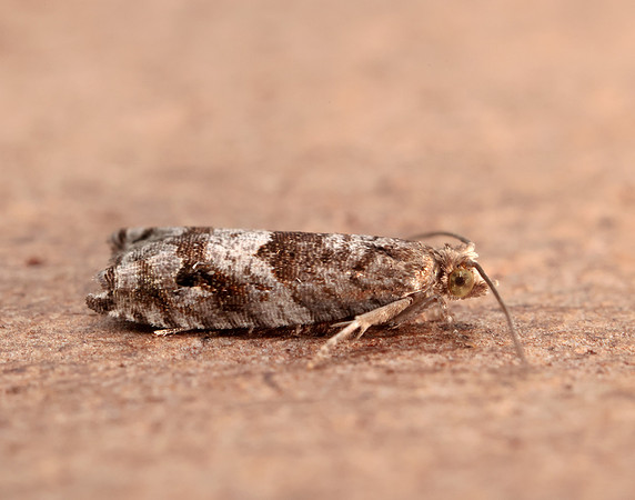 49.223 BF1159 Holly Tortrix Rhopobota naevana