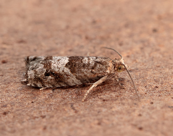 49.223 BF1159 Holly Tortrix Rhopobota naevana
