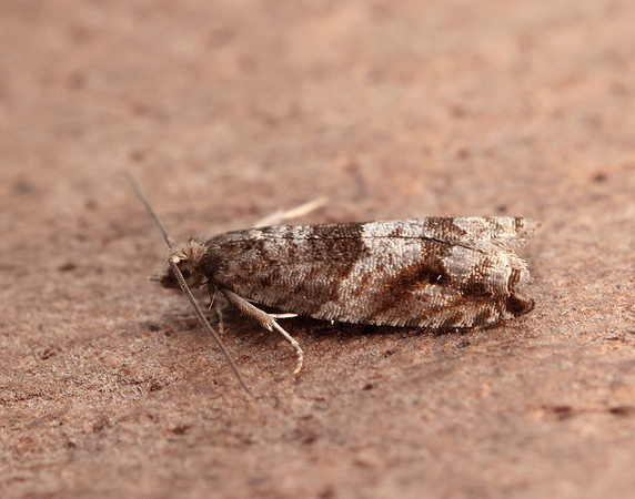 49.223 BF1159 Holly Tortrix Rhopobota naevana