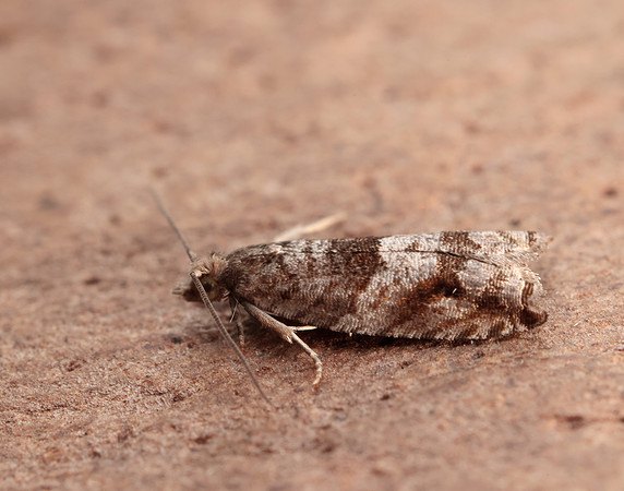 49.223 BF1159 Holly Tortrix Rhopobota naevana